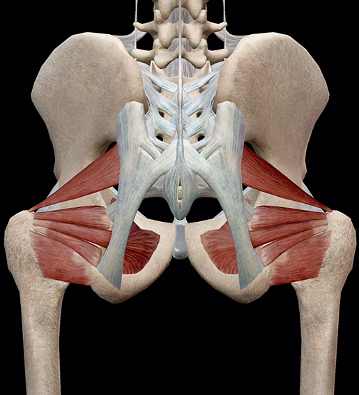 Learn Muscle Anatomy Lateral Rotators